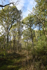 a walk through Monkwood in Worcestershire during autumn
