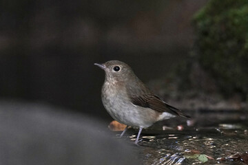 narcissus flycatcher in a forest