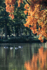 Fototapeta premium Reflets rouges et dorés d'automne sur l'eau du Lac