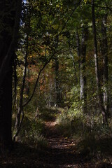 Fototapeta premium a walk through Monkwood in Worcestershire during autumn