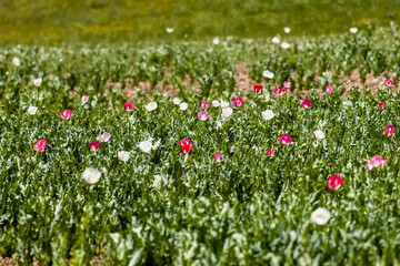 Opium poppy flowers fields near Faizabad city in Afghanistan