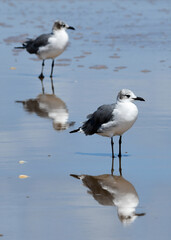 seagulls on the beach