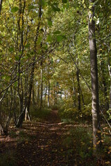 Fototapeta premium a walk through Monkwood in Worcestershire during autumn