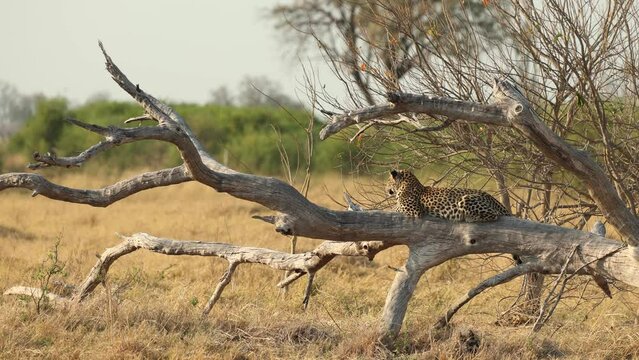 Beautiful leopard lying on a fallen tree, surveying the golden landscape, Khwai Botswana.