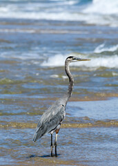 great blue heron by the sea