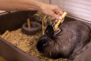Grooming undercoat of bunny rabbit. Combing out rabbit fur brush. Hygiene and care for animals...