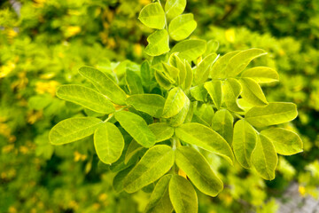 Green young garden rose bushes on a summer day.