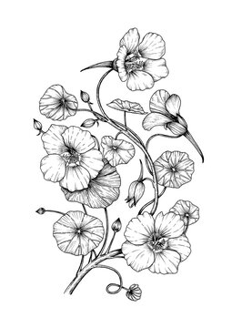 A black and white botanical ink drawing of Nasturtium plant