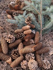 Fototapeta premium pine cones on wood