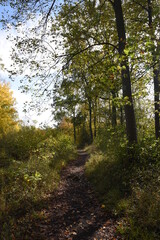 a walk through Monkwood in Worcestershire during autumn