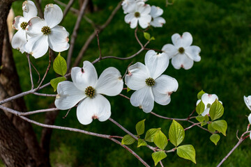 Dogwood flowers in spring. Beautiful white Dogwood blossoms up close. Delicate natural beauty outdoors. Decorative flower bush in springtime.