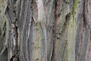 The bark of an old tree. Wood texture, background.