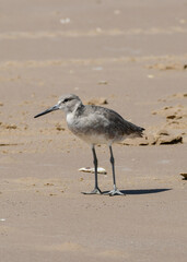 Seabird by the sea