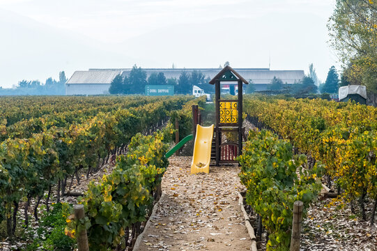 Vineyards And Wine Fields In Chile - Valle Central Santiago District