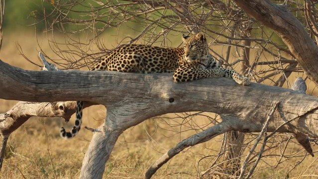 A watchful leopard resting in a fallen tree in golden light, Khwai, Botswana.