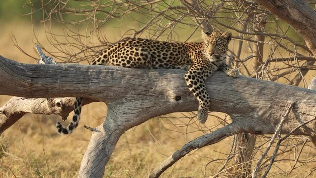 Young sleeping leopard in fallen tree hears something and looks around, Khwai Botswana.