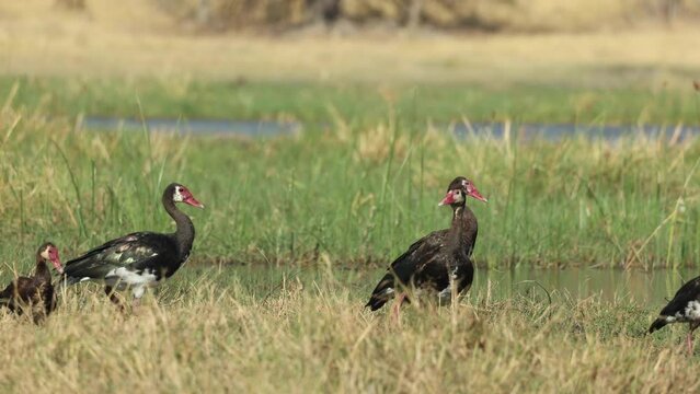 Four spur-winged geese waddle slowly along the green bank of the Khwai River, Botswana.