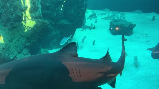 Two ragged tooth sharks swimming in the predator aquarium tank with kabeljou and yellow tail fish