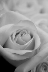 Beautiful rose flower in a black and white monochrome.