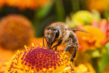 Honey bee covered with yellow pollen drink nectar, pollinating flower. Inspirational natural floral spring or summer blooming garden background. Life of insects. Extreme macro close up selective focus