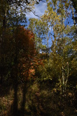 Obraz premium a walk through Monkwood in Worcestershire during autumn