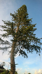 a beautiful pine tree on a hill on the edge of lake tondano