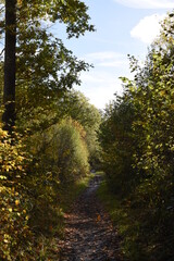 a walk through Monkwood in Worcestershire during autumn