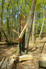 Close-up of a broken tree by a storm in the forest.