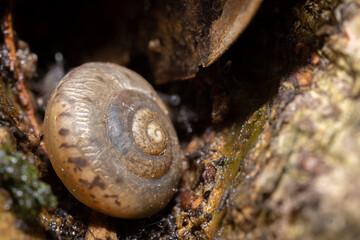 Close up of a snail