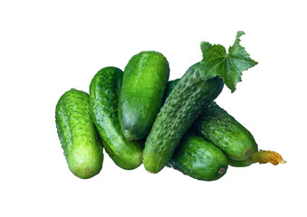Isolated cucumber. Fresh organic gherkin isolated on white background. Little cucumbers with green leaf and yellow flower, macro studio photo, clipping path. Full Depth of field. Focus stacking