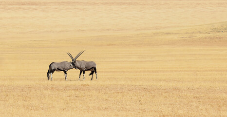 group of oryx antelopes (gemsbok) in the African plains