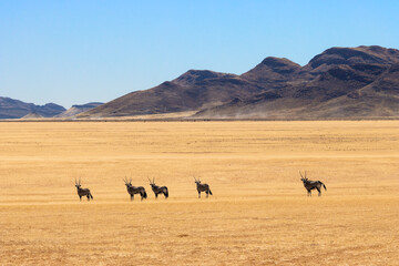 group of oryx antelopes (gemsbok) in the African plains