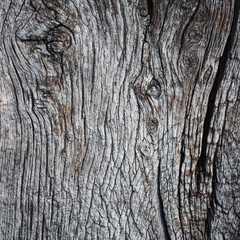 texture of gray wood plank . background of wooden surface