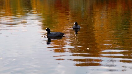 ducks on the lake