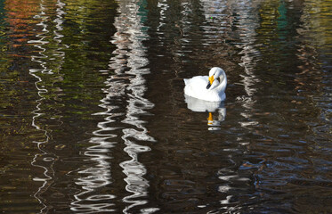 swan on the water