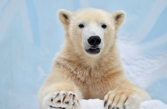 Polar Bear Cub