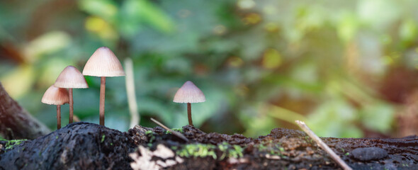close up of mushroom in the autumn forest