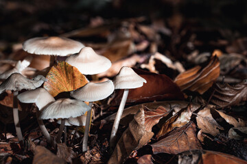 close up of mushroom in the autumn forest