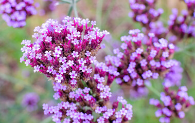 Verbena bonariensis in botany in Poland. Seleclive focus, close up. nature background.