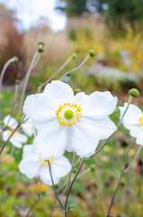 White Anemone x hybrida Whirlwind in autumn in botany, Poland, Europe.