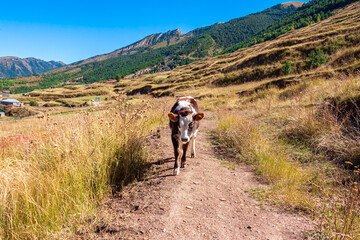 Obraz premium The cow is grazing in the meadow.