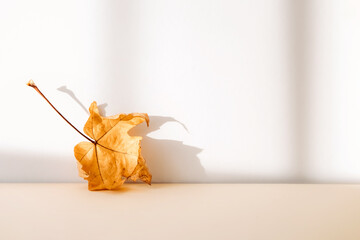 Abstract autumn studio background with maple tree leaves and shadows on wall.