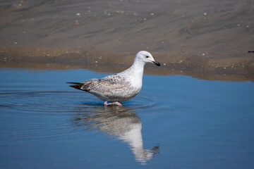 seagull on the beach