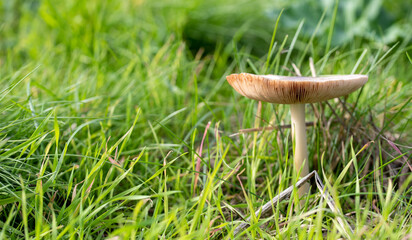 close up of mushroom under sunlight in green grass 