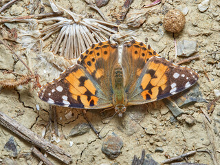 Painted lady butterfly. Vanessa cardui