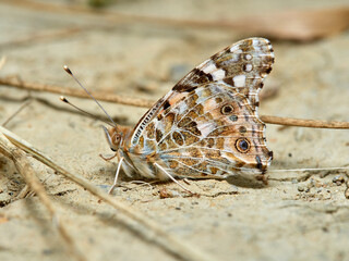 Painted lady butterfly. Vanessa cardui