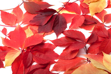 Scattered red autumn leaves. Virginia creeper leaves.