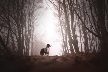 Mystischer Nebel im Wald