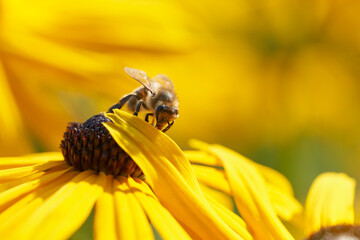 Bee on Black-Eyed Susan. Defocused yellow nature background.