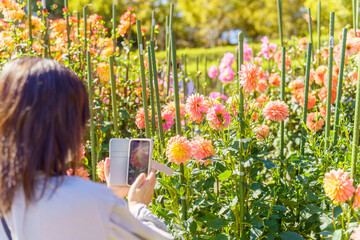 スマホで花の写真を撮る女性